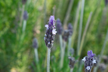 lavender in the garden