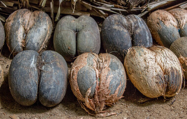 Coconuts in the seychelles coco de mer. Endemic to the Seychelles, a rare species of cacos.