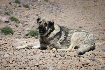 Kangal Shepherd Dog on duty