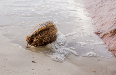 Coconuts sprout on the coco de mer beach in seychelles. Endemic to the Seychelles, a rare species of cacos.
