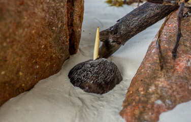 Obraz premium Coconuts sprout on the coco de mer beach in seychelles. Endemic to the Seychelles, a rare species of cacos.