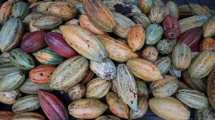 abundance of fresh cocoa seeds design for farming concept close-up
