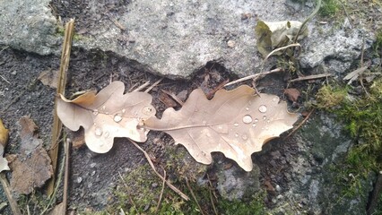 autumn & leaf on the ground