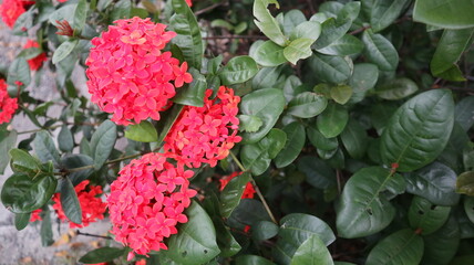 pretty red flowers blooming in the garden in summer design for fresh and romantic concept