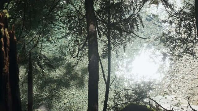 朝日を浴びるヒノキの美林