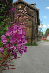 Fototapeta na wymiar flowers in the Street Røros, Norway