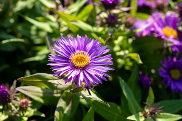 Obraz premium Symphyotrichum novae-angliae (formerly Aster novae-angliae). Close up to the flower of this plant, that is also known as New England aster, hairy Michaelmas-daisy, or Michaelmas daisy.