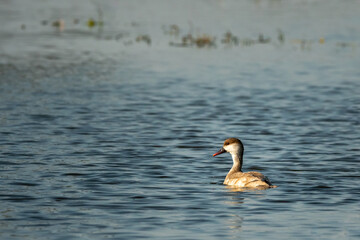Red crested pochard portrait in blue water of keoladeo national park or bharatpur bird sanctuary rajasthan india - Netta rufina
