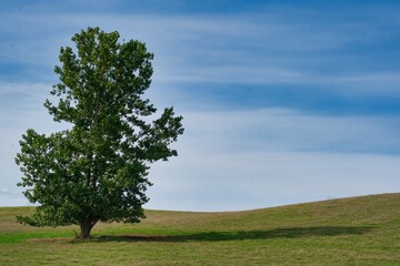 A tree standing in the meadow