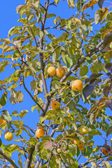 Apple tree branch with fruits on the background of the autumn sky