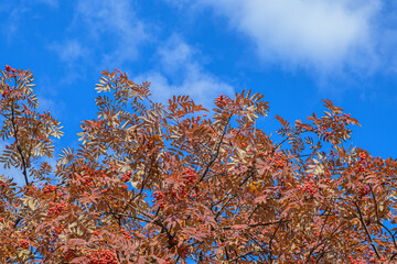 Rowan branches with berries on the background of the autumn sky
