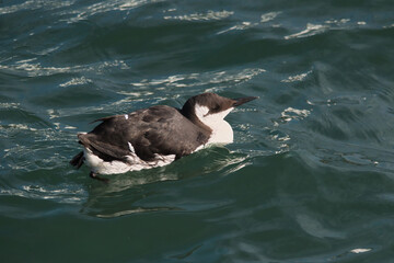 Guillemot bird in the water
