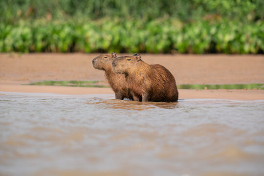 The capybara (Hydrochoerus hydrochaeris)