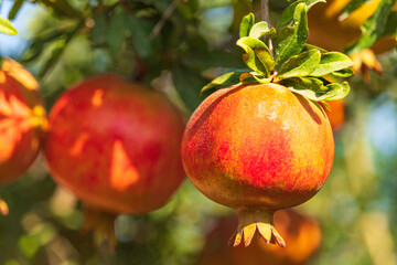 Ripe fruits of pomegranate tree closeup hanging on branches. Israel