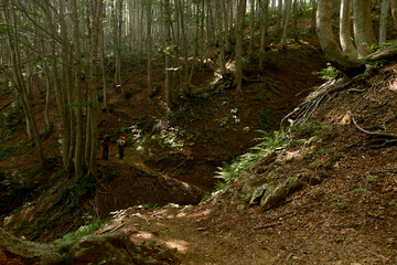Hiking trail through the forest. Travel destinations, eco tourism, environmental conservation. Caucasian State Natural Biosphere Reserve named after Kh.G. Shaposhnikov. Lago-Naki plateau. Russia.