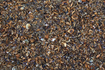 Texture beach in colored shells