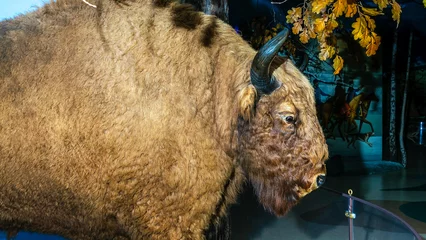 Gordijnen A stuffed European bison. Taxidermy bison with horn and brown fur. Animal concept. © kalyanby