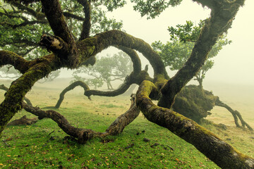 Fototapeta na wymiar Posto Florestal Fanal (Mglisty las) Madeira Island, Portugal