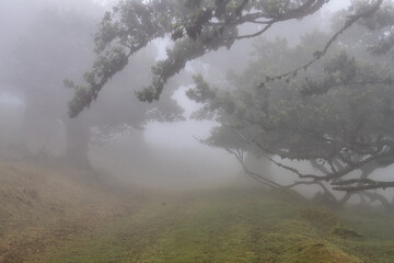 Fototapeta premium Posto Florestal Fanal (Mglisty las) Madeira Island, Portugal