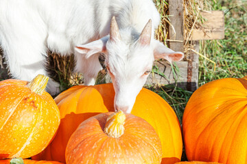 Goat sniffing pumpkin on on organic natural eco animal farm in autumn fall season. Change of...