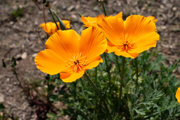 orange poppy flower
