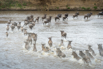 Blue wildebeest, brindled gnu (Connochaetes taurinus) herd crossing the Mara river during the great migration, Serengeti national park, Tanzania.