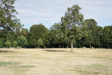 landscape in the park with burnt grass