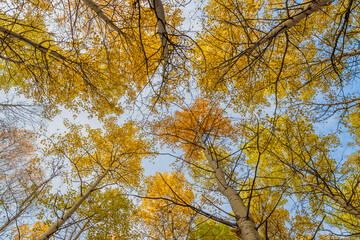 Fototapeta premium Autumn trees.