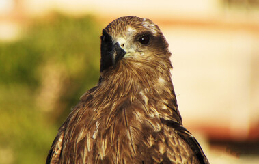 portrait of a eagle