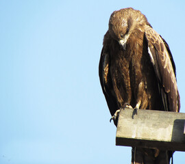 portrait of a eagle
