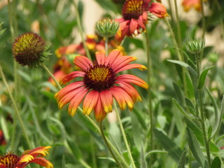 red and yellow flowers