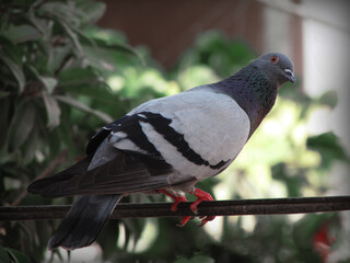 pigeon on the branch