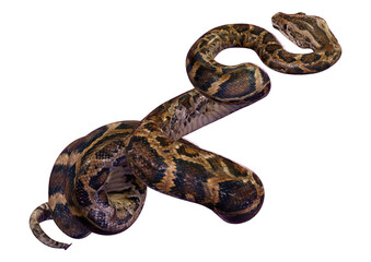 3D Rendering Burmese Python on White
