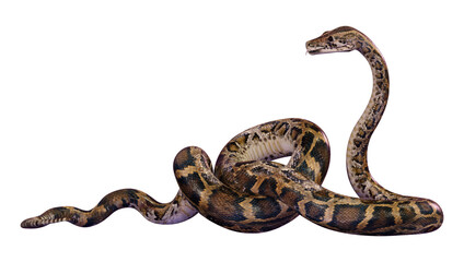 3D Rendering Burmese Python on White