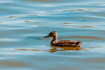  River duck in profile swims during the day. High quality photo