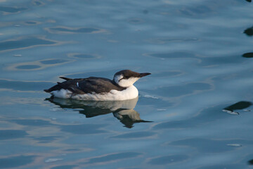 Guillemot bird in the water