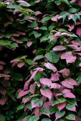 Green and pink leaves