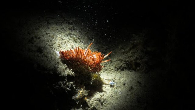 Unique artistic underwater video of a vibrant sea creature in the dark lit up only by the light of a scuba divers snoot video torch