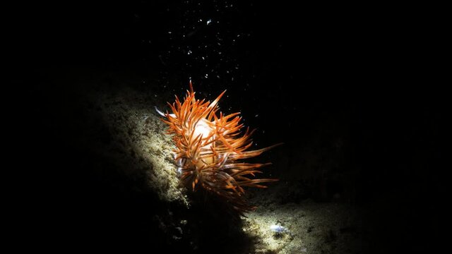 Unique artistic underwater video of a vibrant sea creature in the dark lit up only by the light of a scuba divers snoot video torch