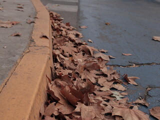 leaf in the street