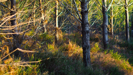 Forêt de pins, dans les Landes de Gascogne, pendant le coucher du soleil.
Ces jeunes pins ont été semés quelques années après le passage de la tempête Klaüs, en 2009.
