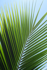 Coconut leaves pattern for nature Background.