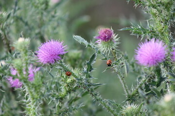 bee on thistle