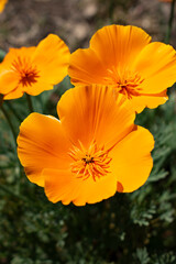 orange flower in the garden