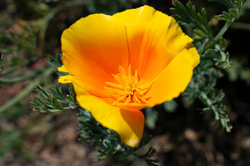 Fototapeta premium flower in the garden