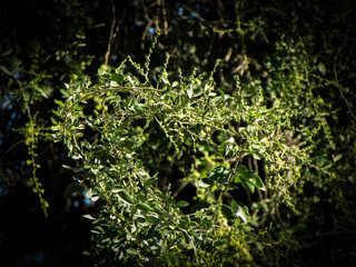 water drops on green leaf