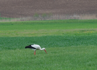 Storch