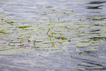Lovely close-up photo of seaside water flowers blooming in yellow color.