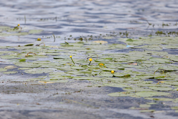 Lovely close-up photo of seaside water flowers blooming in yellow color.