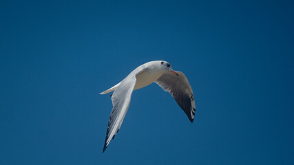 Obraz premium seagull in the sky